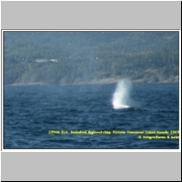 15946 314  Buckelwal Walewatching Victoria Vancouver Island Kanada 2009.jpg